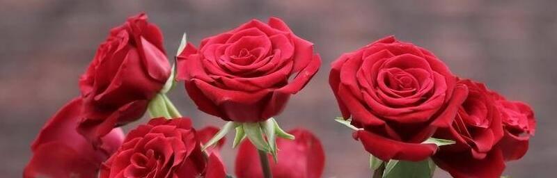 玫瑰花的数量（花束传递的情感和意义）