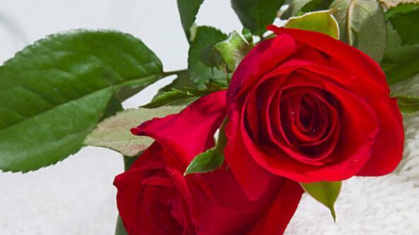 玫瑰花的数量（花束传递的情感和意义）