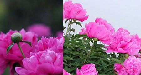 芍药花什么时候开花？花期持续多久？