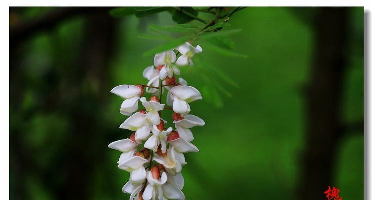 探寻刺槐的花语之美（探索刺槐的寓意与象征）