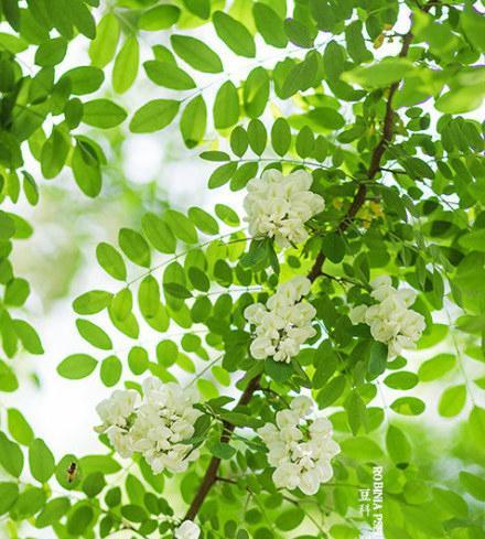 探寻刺槐的花语之美（探索刺槐的寓意与象征）