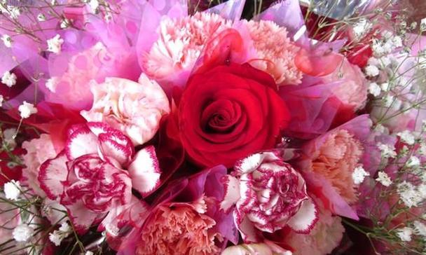 康乃馨花的含义及文化象征(了解康乃馨的花语与传统) 康乃馨花的含义及文化象征(了解康乃馨的花语与传统)