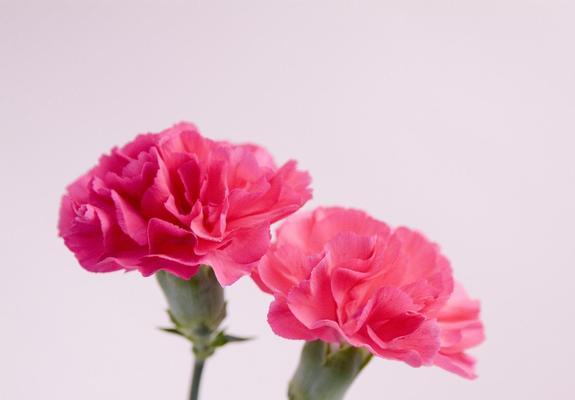 康乃馨花的含义及文化象征(了解康乃馨的花语与传统) 康乃馨花的含义及文化象征(了解康乃馨的花语与传统)