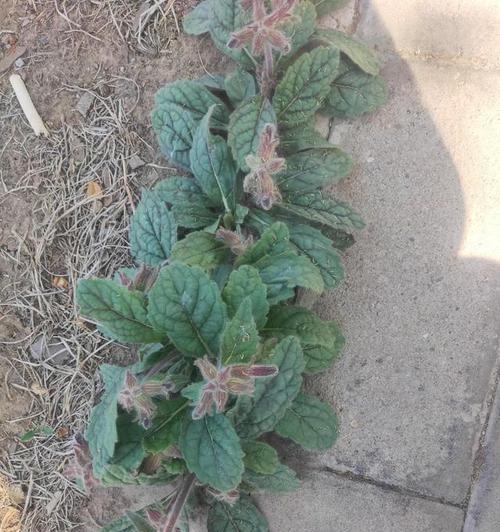 地黄可以盆栽吗？盆栽地黄的养护方法和注意事项是什么？