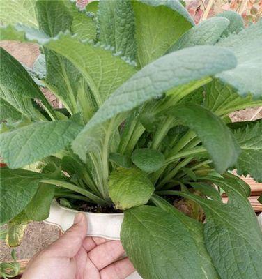 地黄可以盆栽吗？盆栽地黄的养护方法和注意事项是什么？