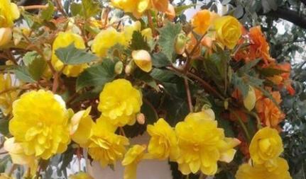 海棠种子种植方法有哪些？如何确保成活率高？