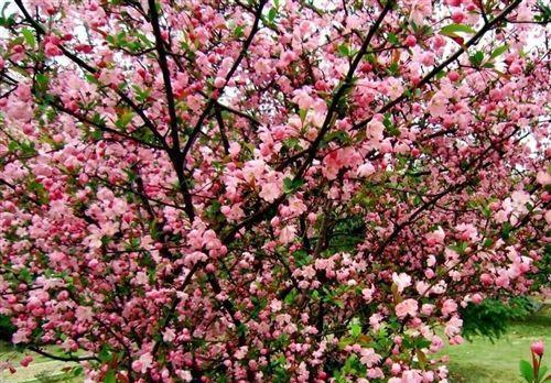 海棠种子种植方法有哪些？如何确保成活率高？