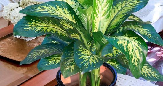 万年青的寓意和象征（探寻万年青所代表的生命力与坚韧性）