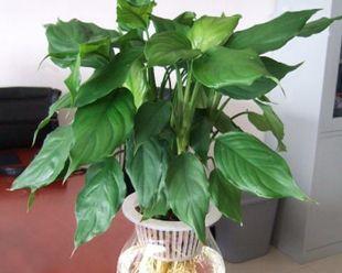 万年青的寓意和象征（探寻万年青所代表的生命力与坚韧性）