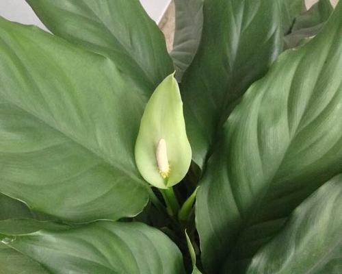 万年青的寓意和象征（探寻万年青所代表的生命力与坚韧性）