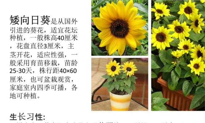 郁金香的生长习性是什么？如何正确理解其生长过程和特性？