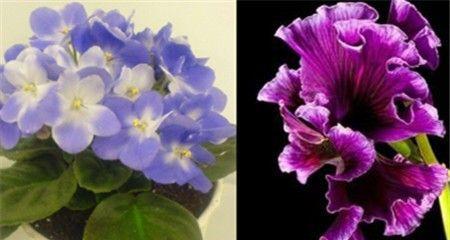 紫罗兰花语的魅力及其寓意（探索紫罗兰花语的深层含义）