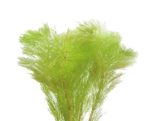 大宝塔水草修剪方法是什么？修剪后如何维护？