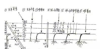 大宝塔水草修剪方法是什么？修剪后如何维护？