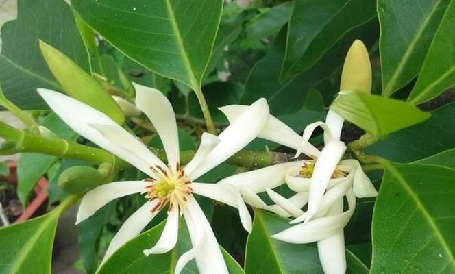 吊竹兰花语（欣赏吊竹兰花）