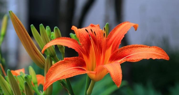 吊竹兰花语（欣赏吊竹兰花）