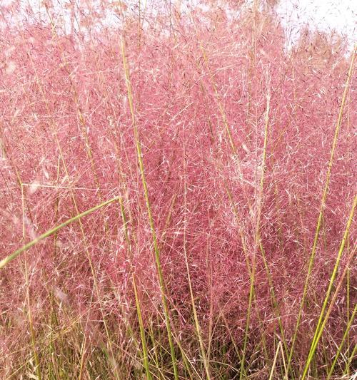 粉黛乱子草开花时间是什么时候？如何正确种植以确保开花？