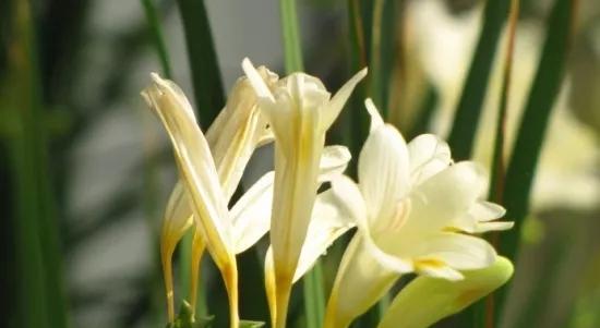 吊竹兰花语（欣赏吊竹兰花）