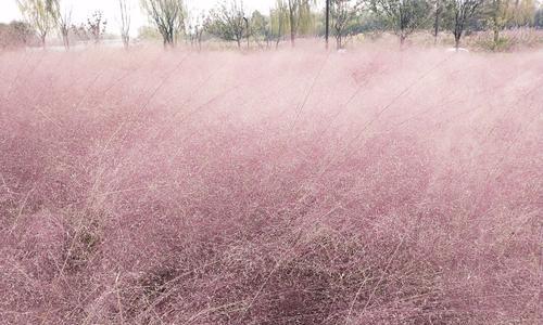 粉黛乱子草开花时间是什么时候？如何正确种植以确保开花？