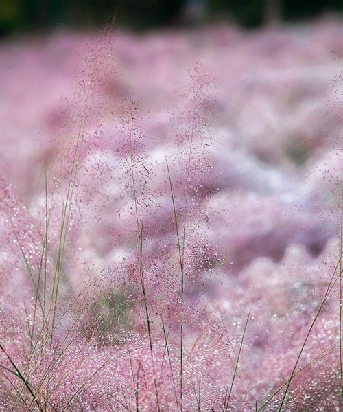 粉黛乱子草开花时间是什么时候？如何正确种植以确保开花？