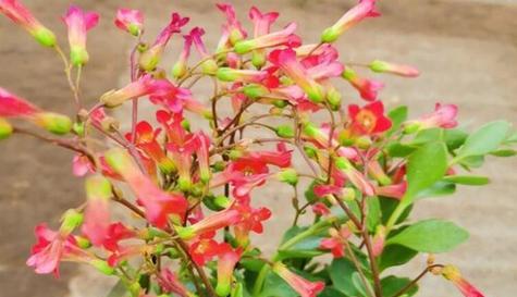 魅力之花（从美丽、独特到神秘）