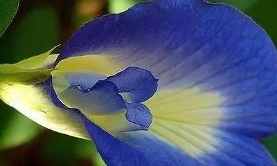 魅力之花（从美丽、独特到神秘）