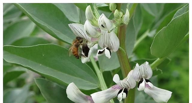 蚕豆种植的最佳时间是什么时候？如何正确种植蚕豆？