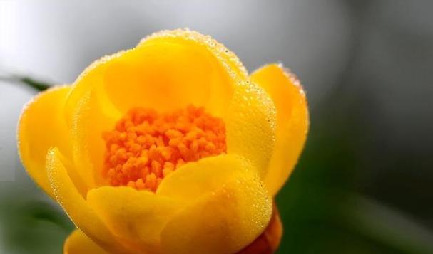 魅力之花（从美丽、独特到神秘）