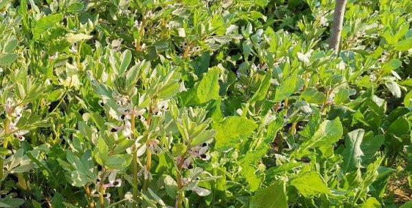 蚕豆种植的最佳时间是什么时候？如何正确种植蚕豆？