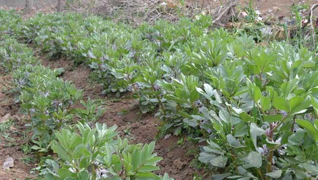 蚕豆种植的最佳时间是什么时候？如何正确种植蚕豆？