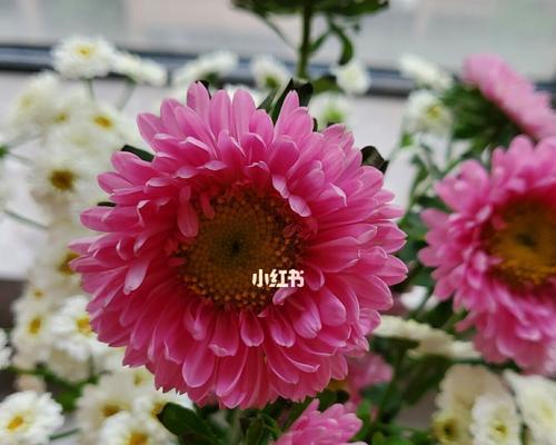 翠菊之美——古代中国文化中的象征与意义（传统文化中的翠菊魅力及其重要性）