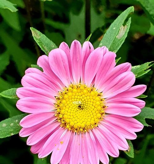 翠菊之美——古代中国文化中的象征与意义（传统文化中的翠菊魅力及其重要性）