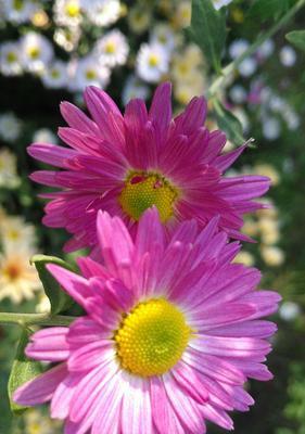 翠菊之美——古代中国文化中的象征与意义（传统文化中的翠菊魅力及其重要性）