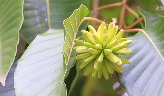 以喜树,象征希望与繁荣的福悦之树(寓意深远的喜树) 以喜树,象征希望与繁荣的福悦之树(寓意深远的喜树)