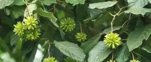 以喜树,象征希望与繁荣的福悦之树(寓意深远的喜树) 以喜树,象征希望与繁荣的福悦之树(寓意深远的喜树)