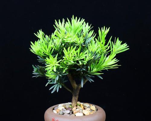 罗汉松一年能长多少？生长速度快吗？