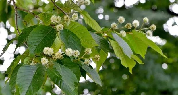 以喜树,象征希望与繁荣的福悦之树(寓意深远的喜树) 以喜树,象征希望与繁荣的福悦之树(寓意深远的喜树)