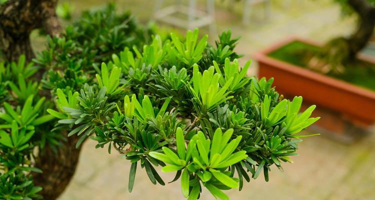 罗汉松一年能长多少？生长速度快吗？