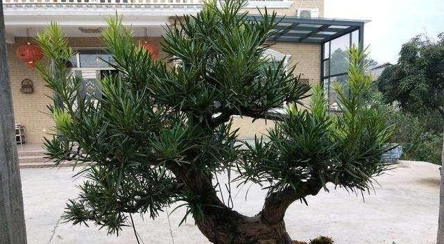 罗汉松一年能长多少？生长速度快吗？