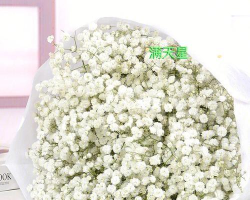 满天星花语与爱情的奇妙呼应（浪漫花海中的心之语）