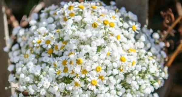 满天星花语与爱情的奇妙呼应(浪漫花海中的心之语) 满天星花语与爱情的奇妙呼应(浪漫花海中的心之语)