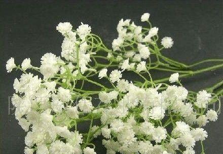 满天星花语与爱情的奇妙呼应(浪漫花海中的心之语) 满天星花语与爱情的奇妙呼应(浪漫花海中的心之语)