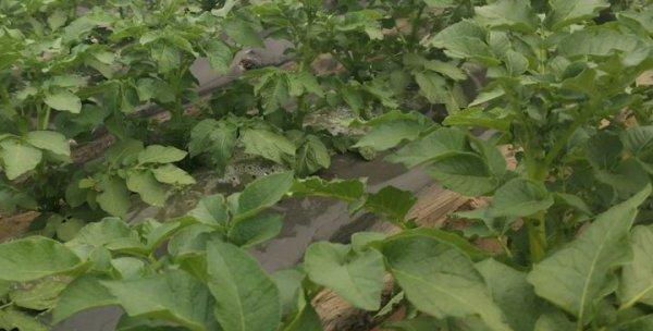 马铃薯施什么肥最好？如何根据土壤类型选择肥料？