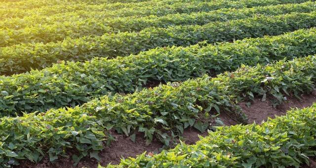 马铃薯施什么肥最好？如何根据土壤类型选择肥料？