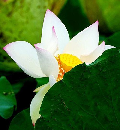 荷花花语的象征与寓意（揭示荷花的秘密与寓意）