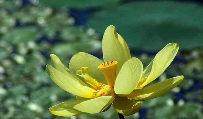 荷花花语的象征与寓意（揭示荷花的秘密与寓意）