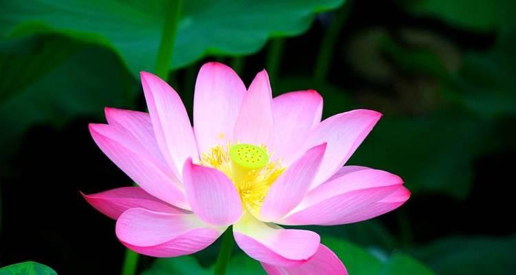 荷花花语的象征与寓意（揭示荷花的秘密与寓意）