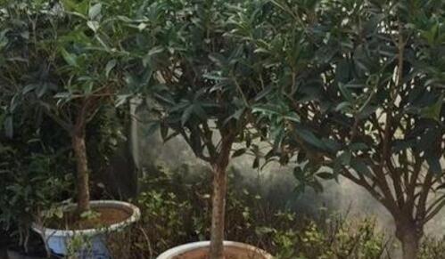 桂花修剪的最佳时间和方法是什么？图解步骤详细吗？