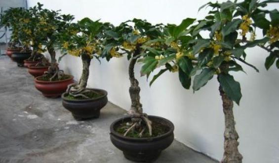 桂花修剪的最佳时间和方法是什么？图解步骤详细吗？