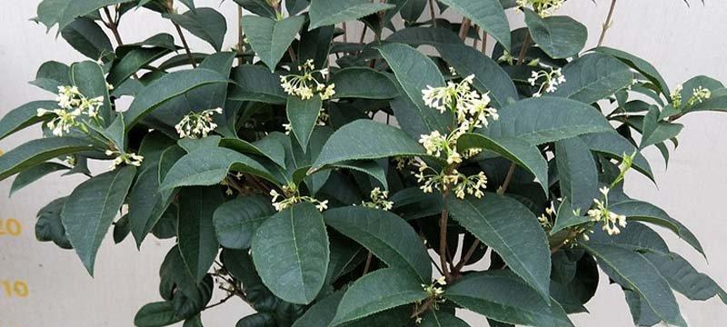 桂花修剪的最佳时间和方法是什么？图解步骤详细吗？